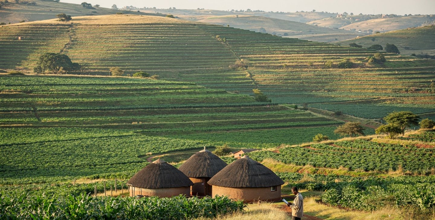 Rural community farmers tending rows of healthy crops together